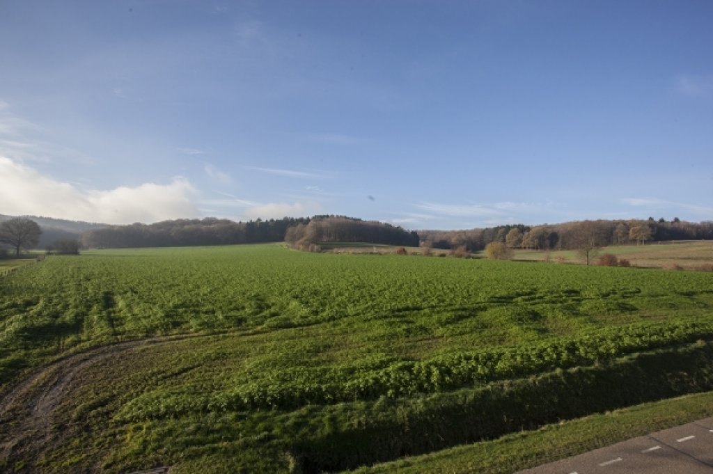 Uitzicht vanuit kamer 1 over de velden richting het bos.
