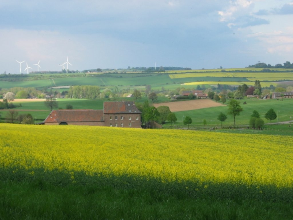 Uitzicht over een koolzaadveld bij Holset.