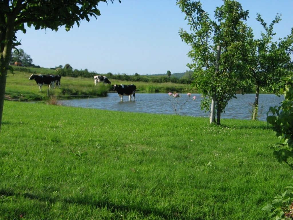 Weiland met koeien bij Holset.
